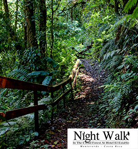 Night Walk Image