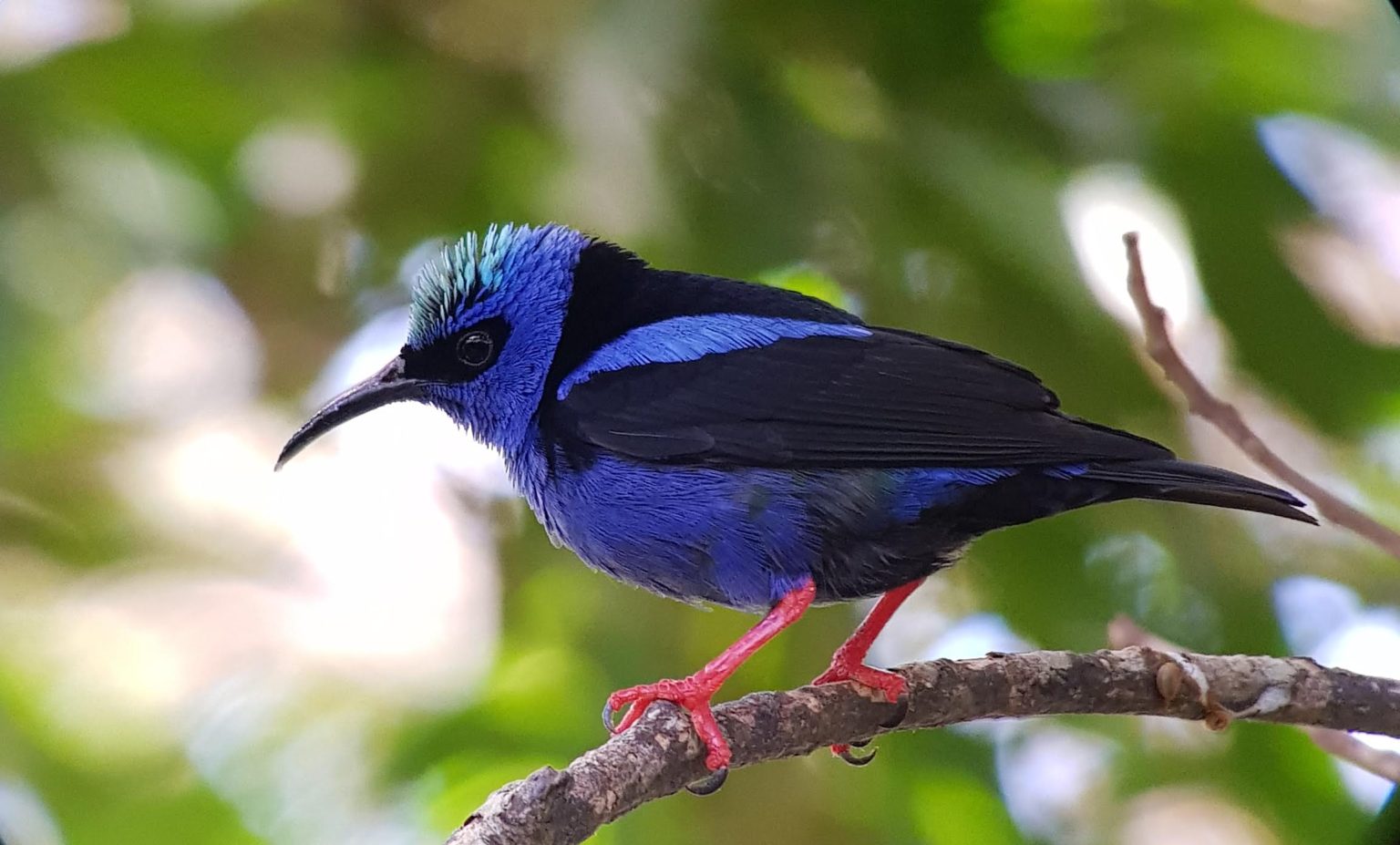 20190110_100902-1536×927 Tree Top Tour